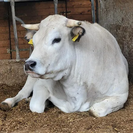 La Fornace Centro Ippico