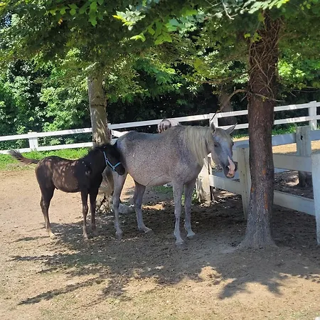 La Fornace Centro Ippico ファームステイ