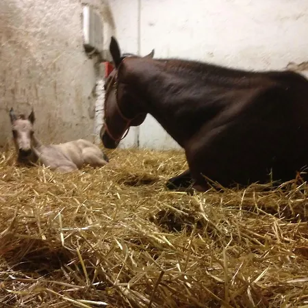 La Fornace Centro Ippico Feriegård