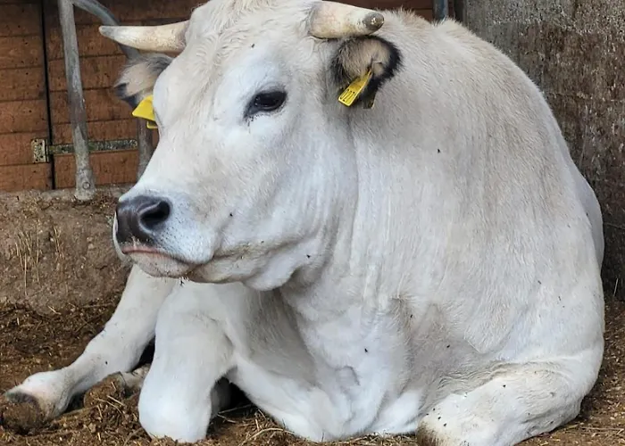 La Fornace Centro Ippico