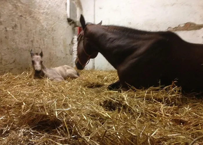 La Fornace Centro Ippico Фермерский дом