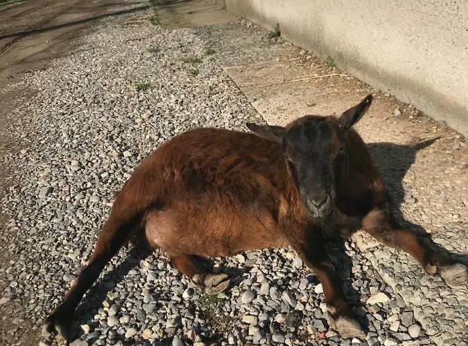 Фермерский дом La Fornace Centro Ippico